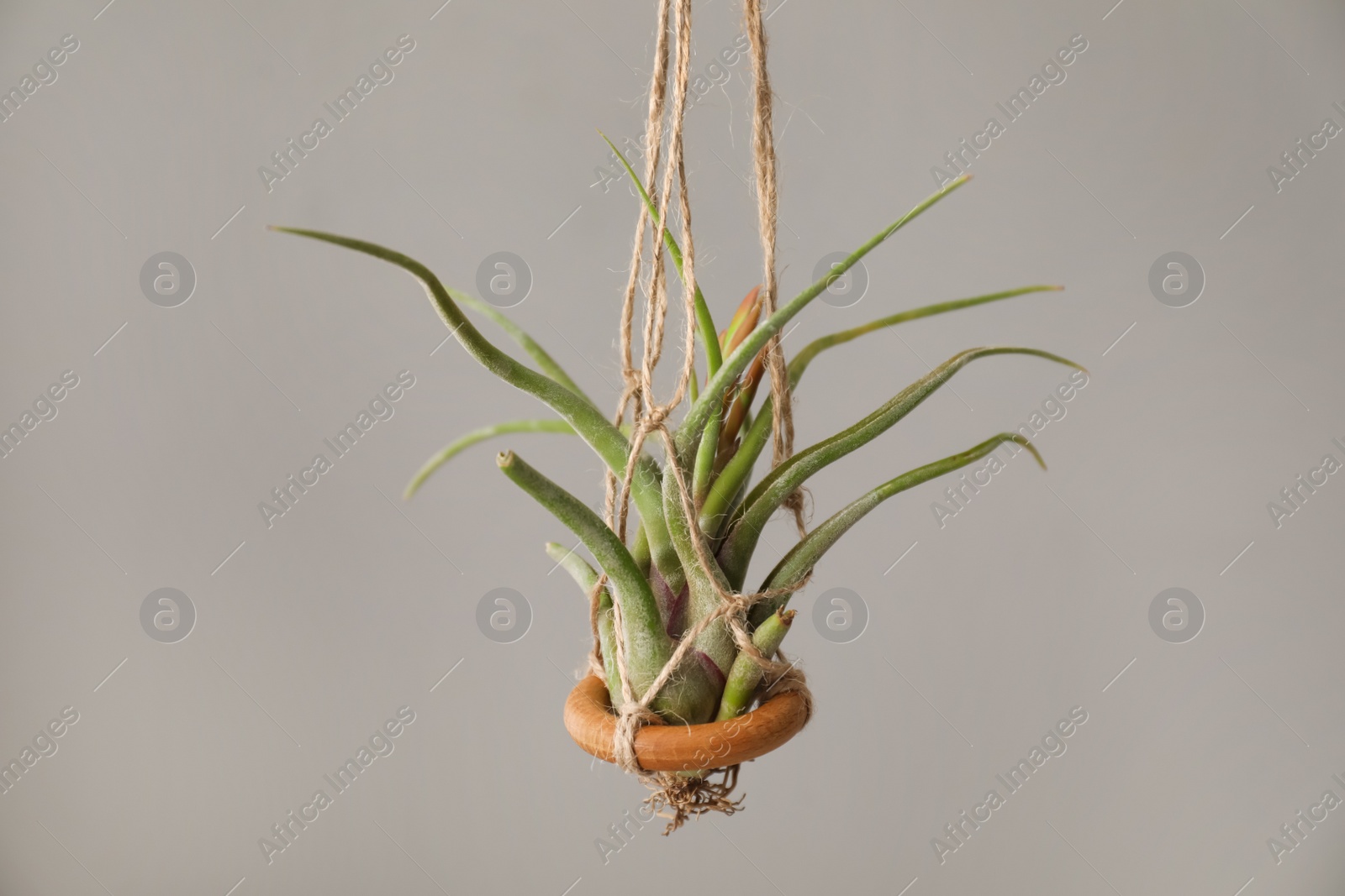Photo of Tillandsia plant hanging on grey background. House decor