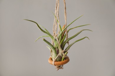 Tillandsia plant hanging on grey background. House decor