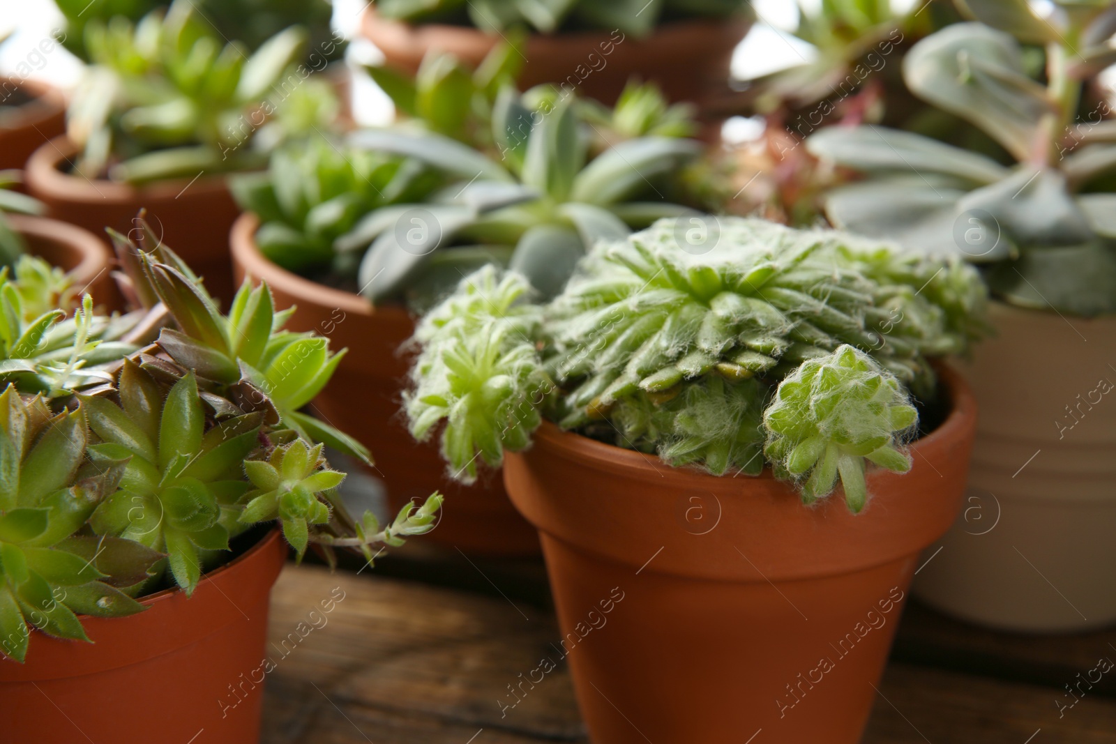 Photo of Many different echeverias on table, closeup. Beautiful succulent plants