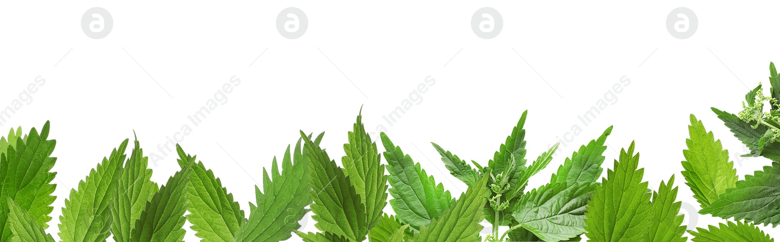 Image of Fresh stinging nettle leaves on white background, collage. Banner design