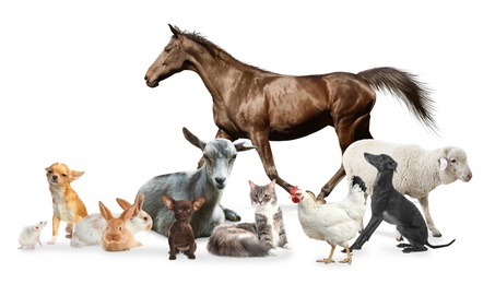 Image of Collage with horse and other pets on white background. Banner design