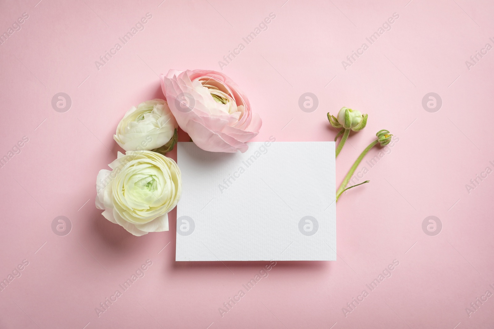 Photo of Beautiful ranunculus flowers with blank card on color background