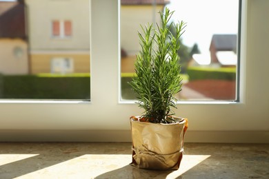 Potted rosemary on windowsill indoors, space for text. Aromatic herb