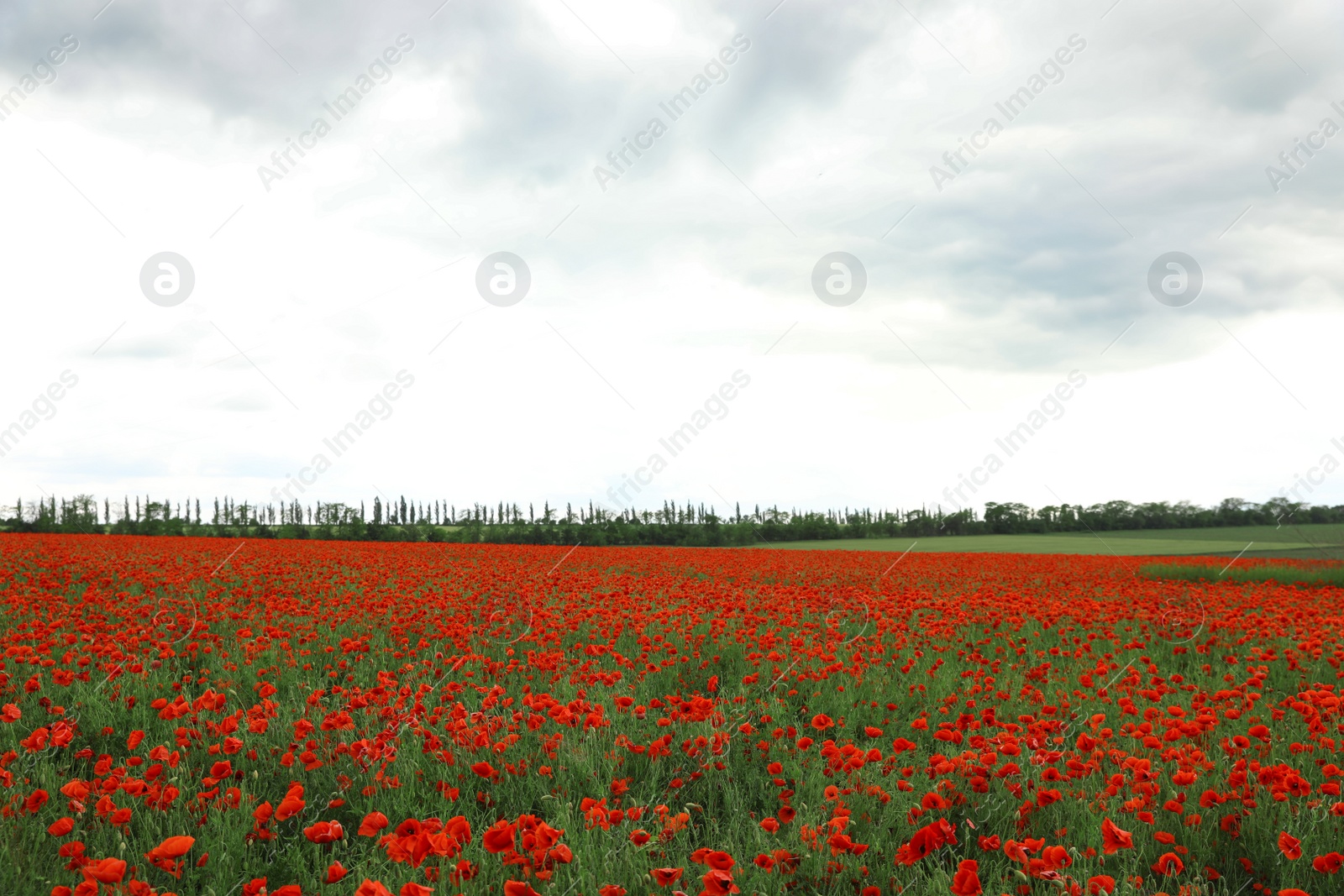 Photo of Beautiful red poppy flowers growing in field