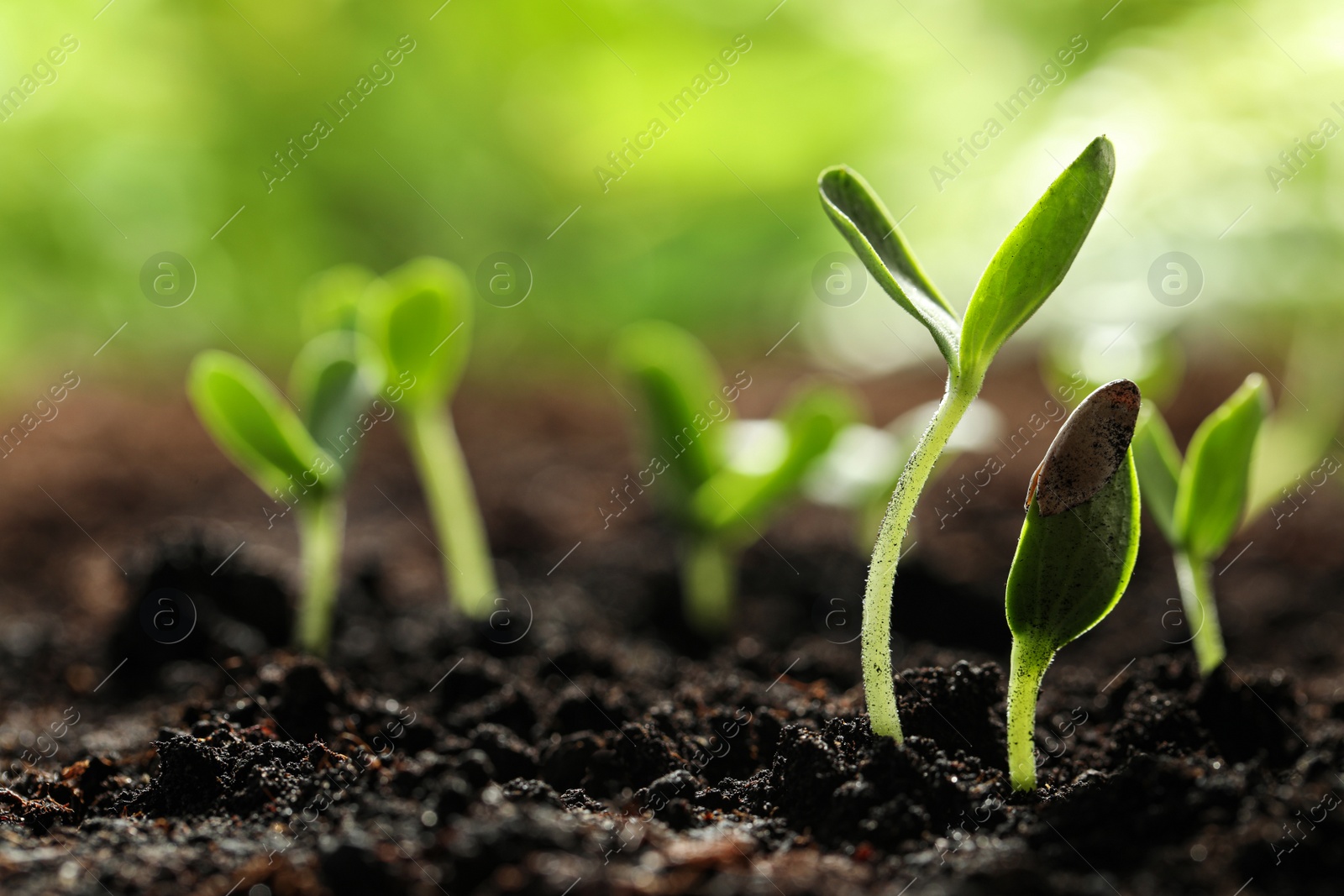 Photo of Young vegetable seedlings growing in soil outdoors, space for text