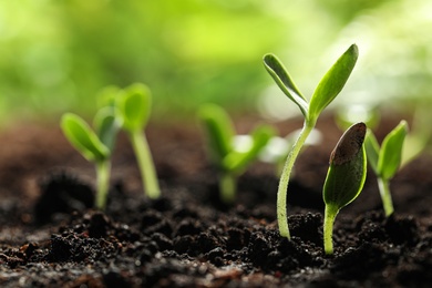 Photo of Young vegetable seedlings growing in soil outdoors, space for text