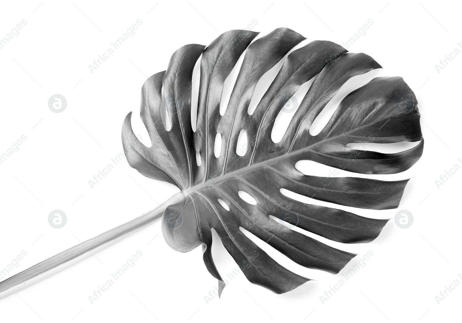 Image of Tropical Monstera leaf on light background. Black and white tone