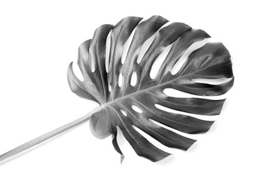 Image of Tropical Monstera leaf on light background. Black and white tone