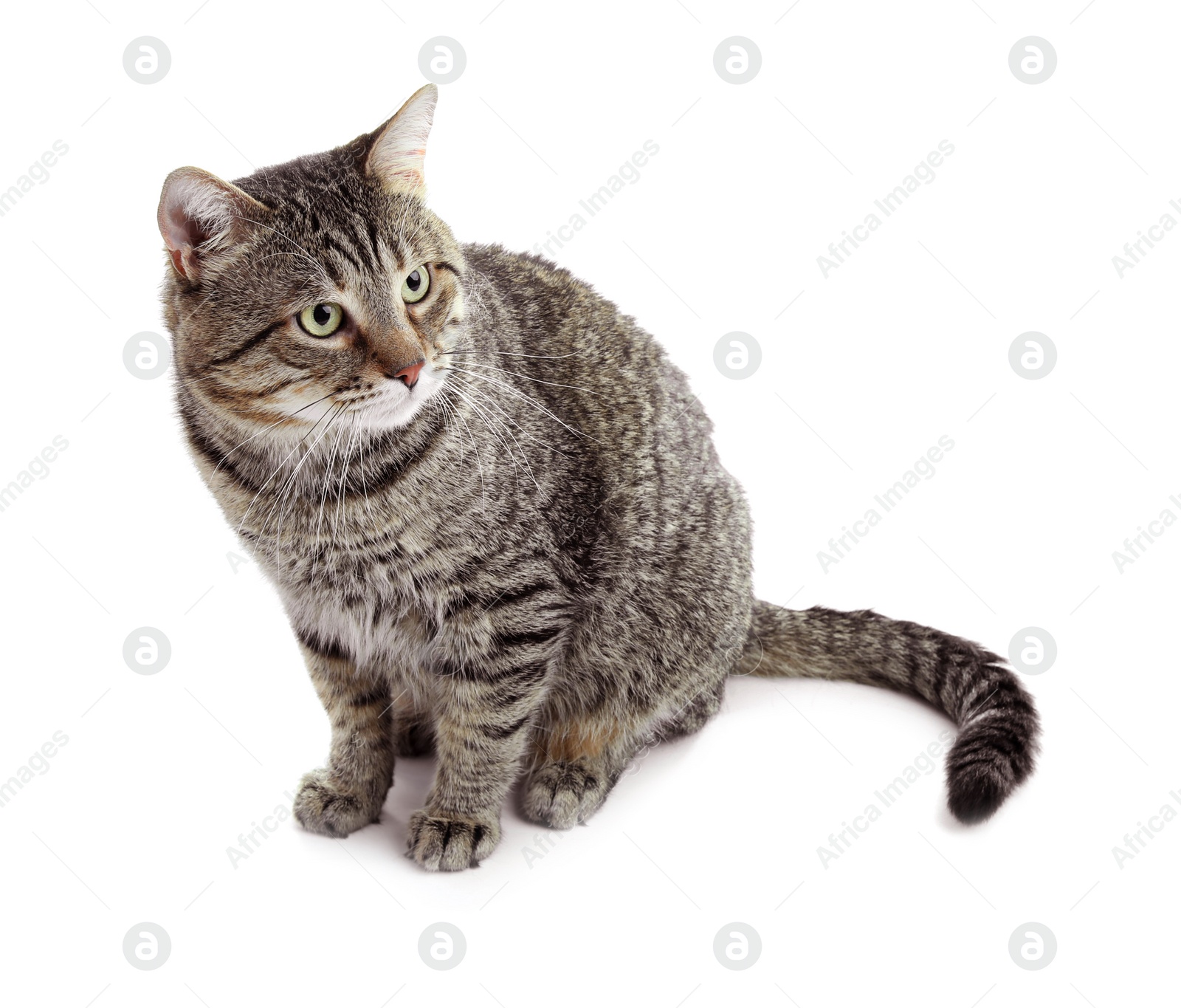 Photo of Cute cat on white background. Lovely pet