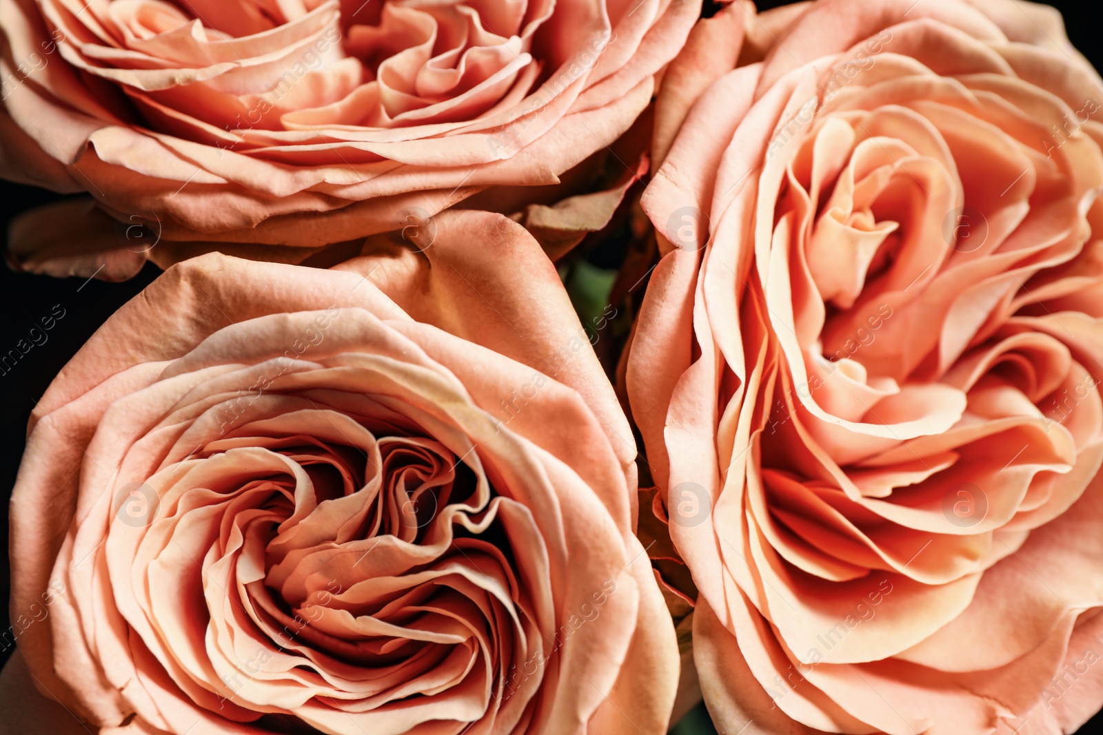 Photo of Beautiful fresh roses on dark background, closeup. Floral decor