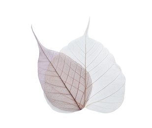 Photo of Beautiful decorative skeleton leaves on white background, top view