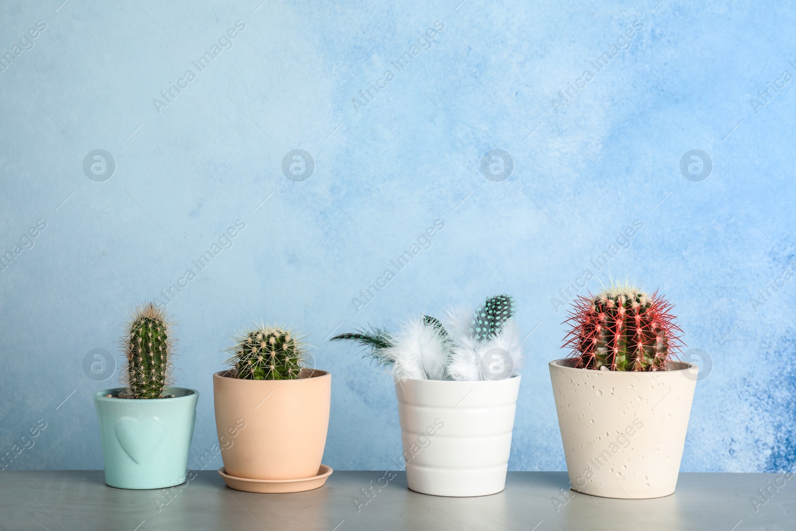 Photo of Pots with cacti and one with feathers on table against color background