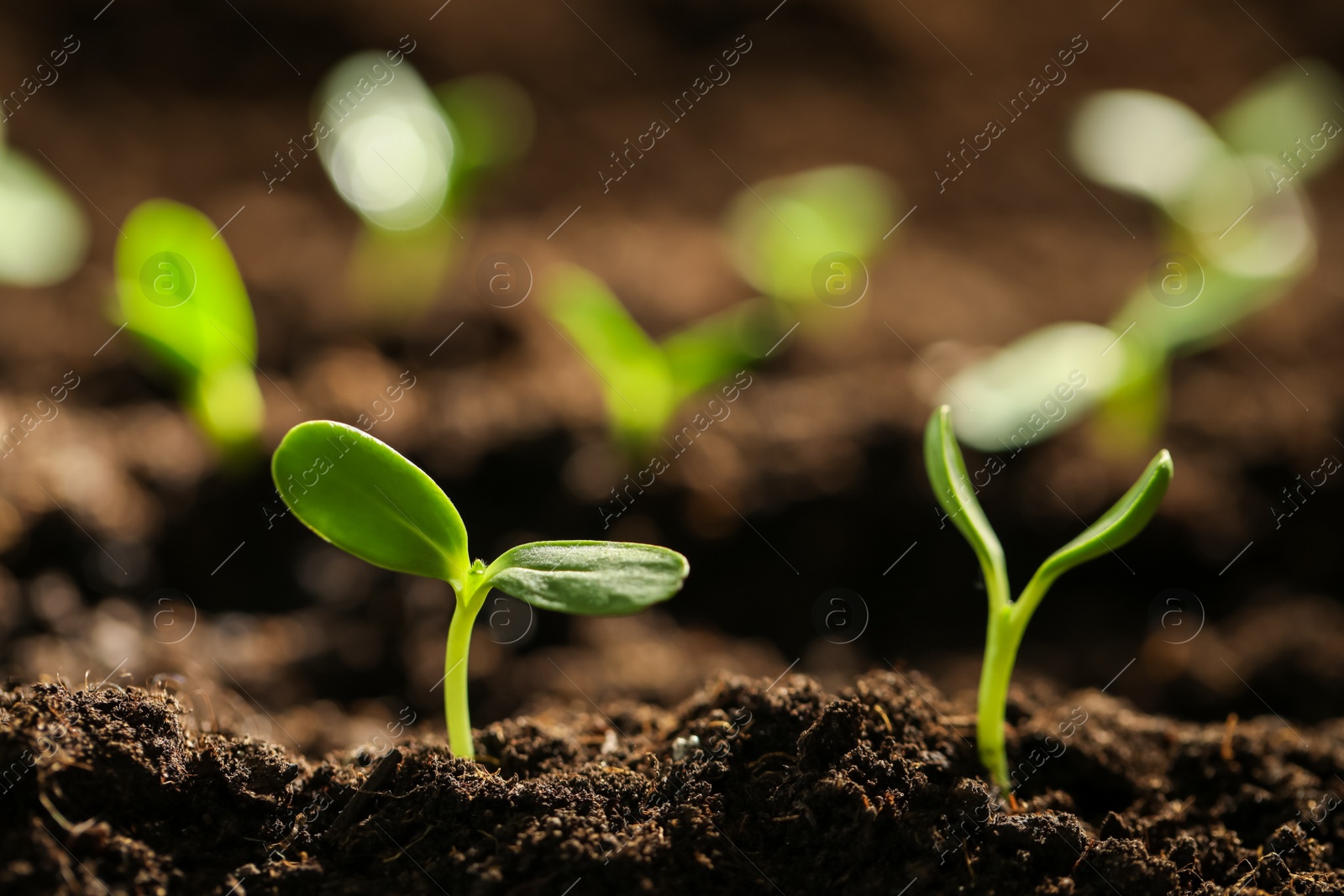 Photo of Little green seedlings growing in soil, closeup