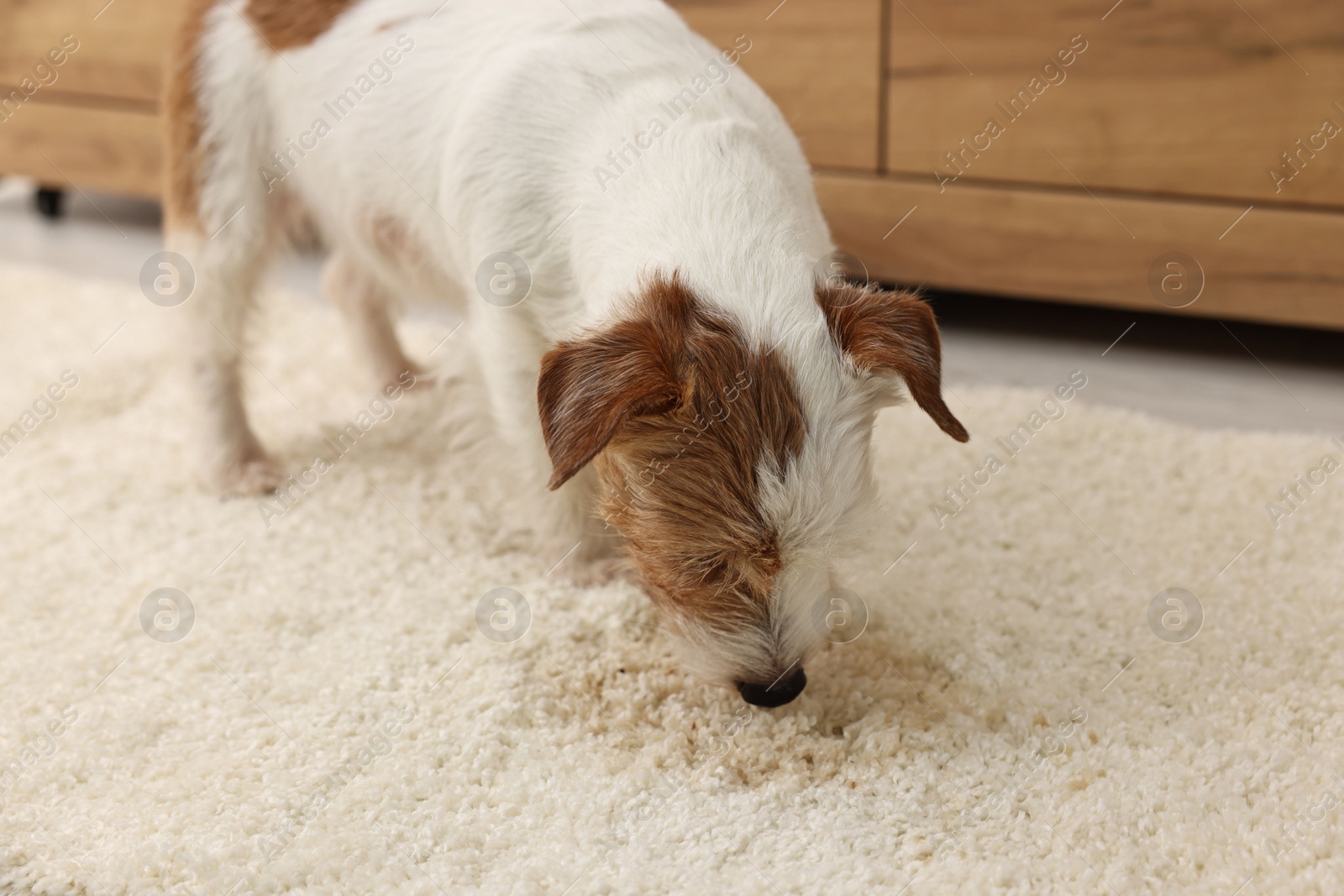 Photo of Cute dog near wet spot on rug indoors