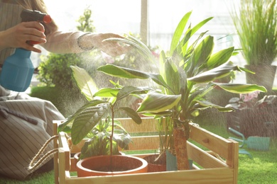 Photo of Woman taking care of plants indoors, closeup. Home gardening