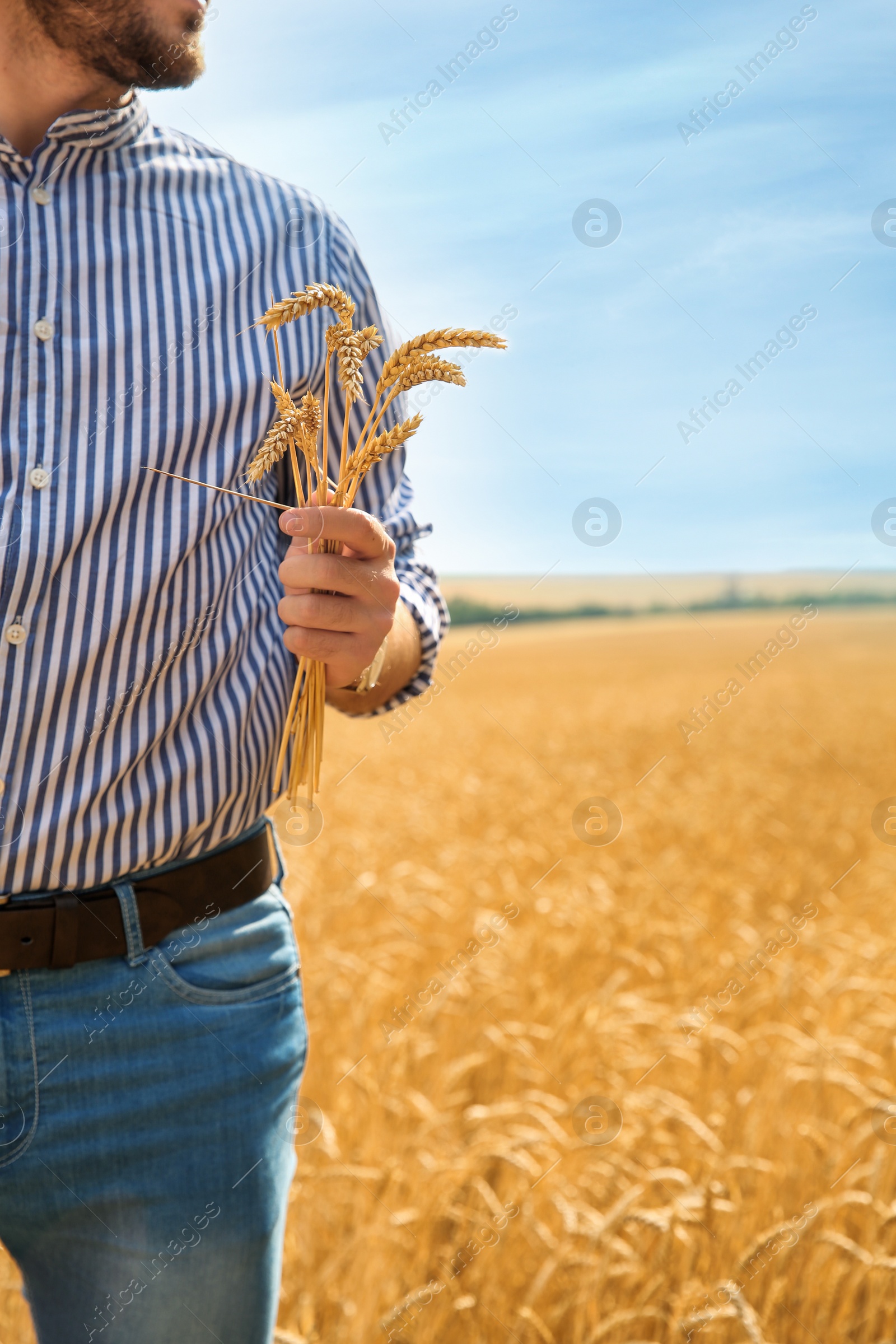 Photo of Young man with spikes in grain field. Cereal farming