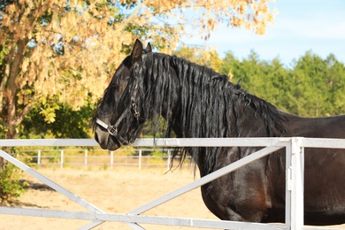 Beautiful Friesian horse at white fence outdoors