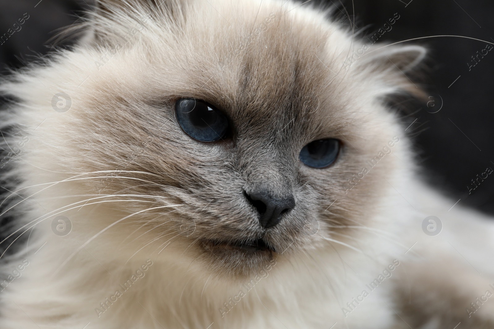 Photo of Birman cat with beautiful blue eyes on dark background, closeup