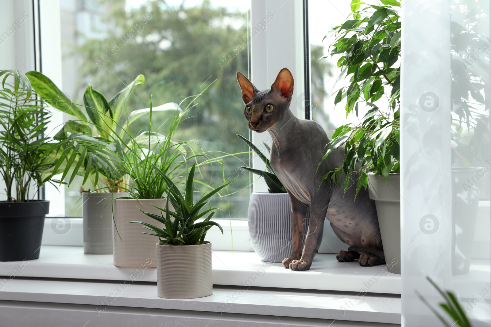 Photo of Sphynx cat on windowsill near houseplants indoors