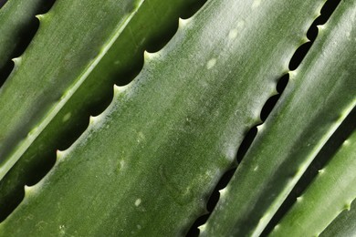 Photo of Green aloe vera leaves as background, top view