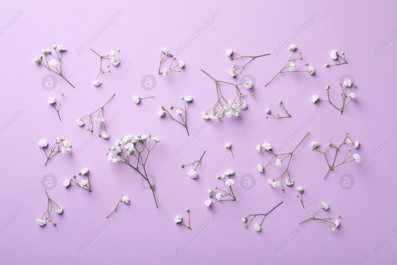 Photo of Beautiful gypsophila flowers on violet background, flat lay