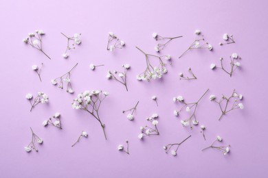 Photo of Beautiful gypsophila flowers on violet background, flat lay