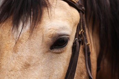 Photo of Adorable horse with bridles, closeup. Lovely domesticated pet