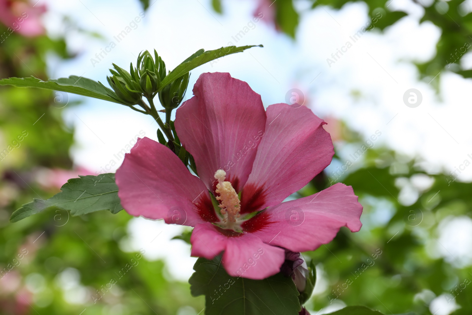 Photo of Beautiful pink hibiscus flower growing in garden, closeup