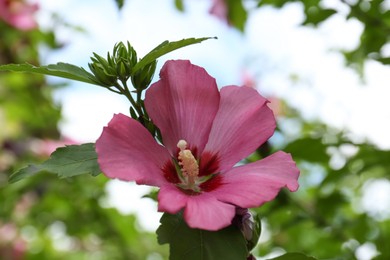 Beautiful pink hibiscus flower growing in garden, closeup