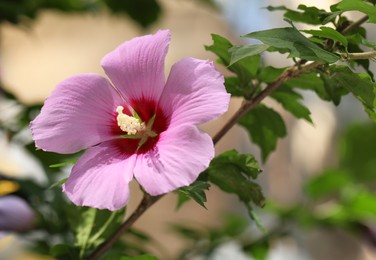 Beautiful hibiscus flower growing outdoors, closeup view