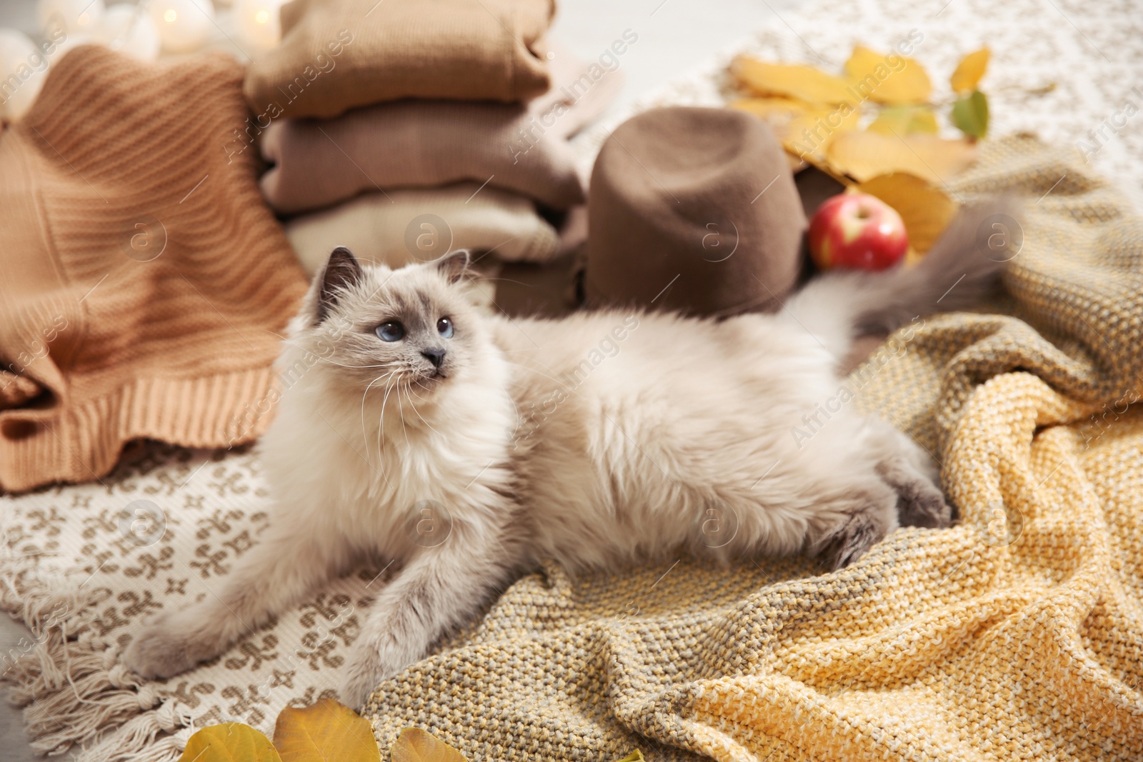 Photo of Cute cat with knitted blanket on floor at home. Warm and cozy winter