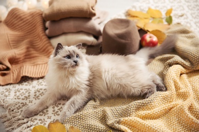 Photo of Cute cat with knitted blanket on floor at home. Warm and cozy winter