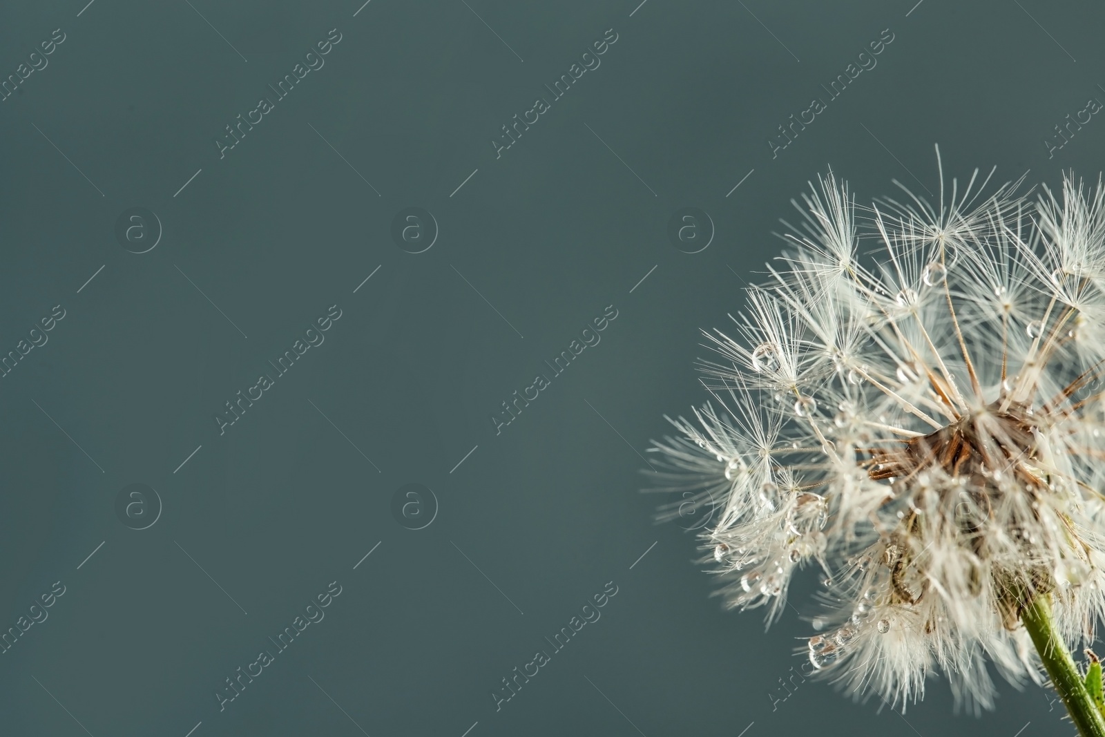 Photo of Beautiful dandelion flower with water drops on color background, closeup