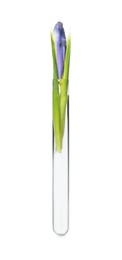 Iris flower in test tube on white background