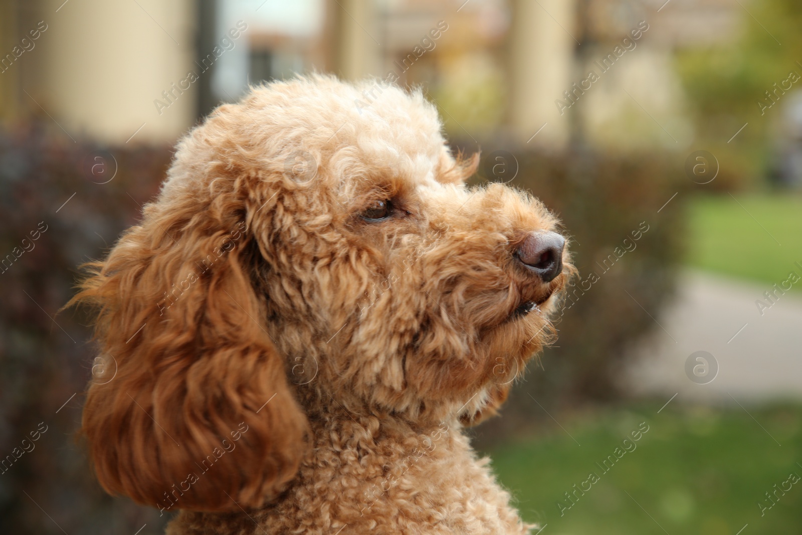 Photo of Cute fluffy dog on blurred background, closeup