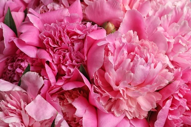 Fragrant peonies as background, closeup view. Beautiful spring flowers