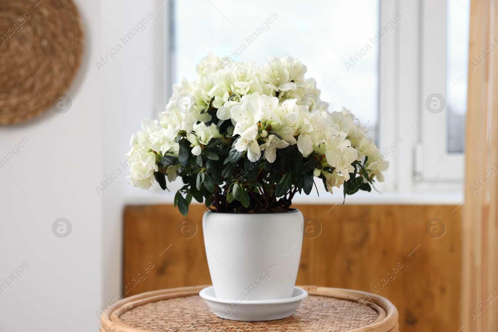 Photo of Beautiful azalea plant in flower pot on wooden table indoors