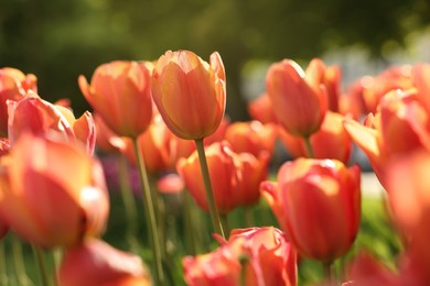 Beautiful colorful tulips growing in flower bed, selective focus