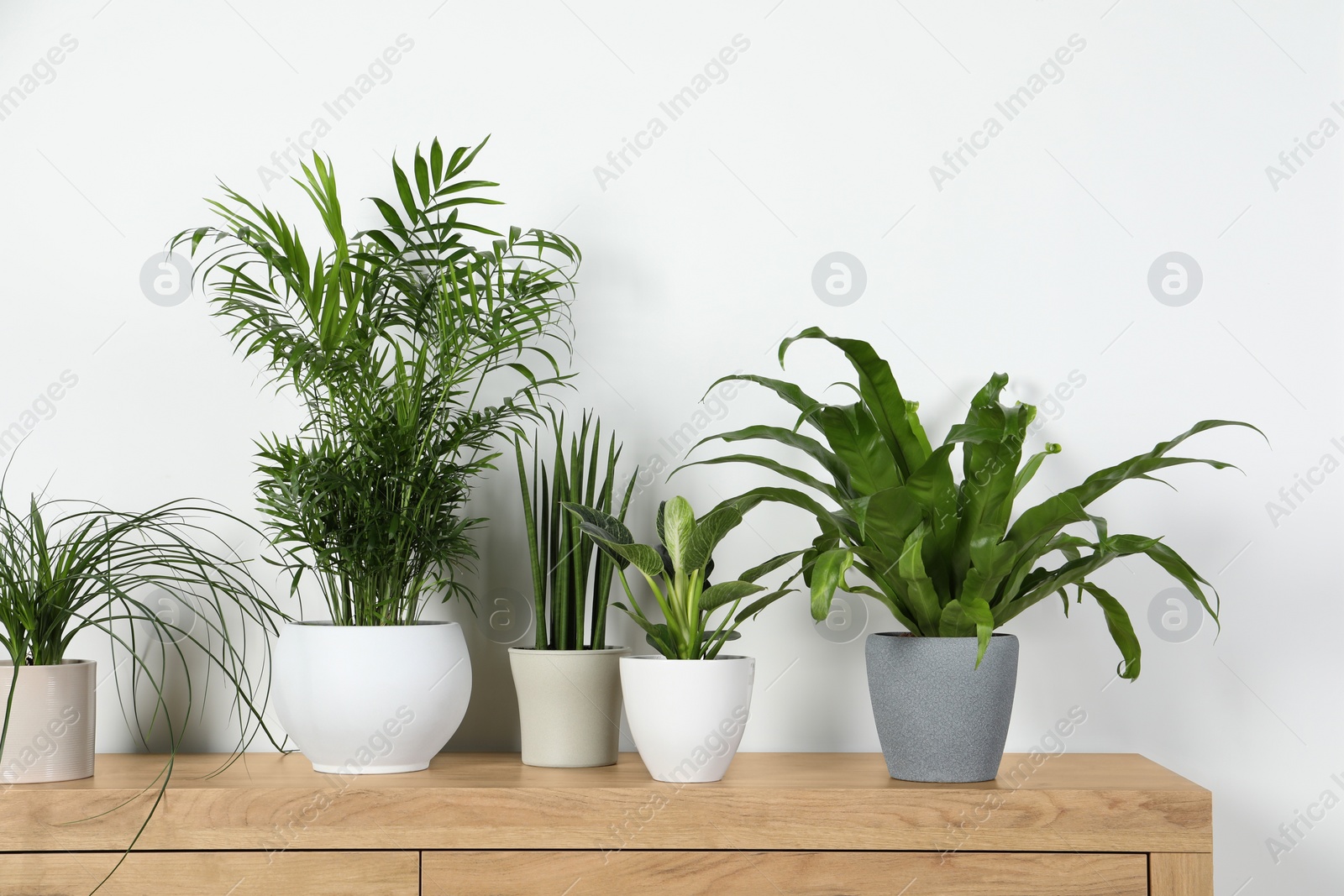 Photo of Many different houseplants in pots on wooden chest of drawers near white wall