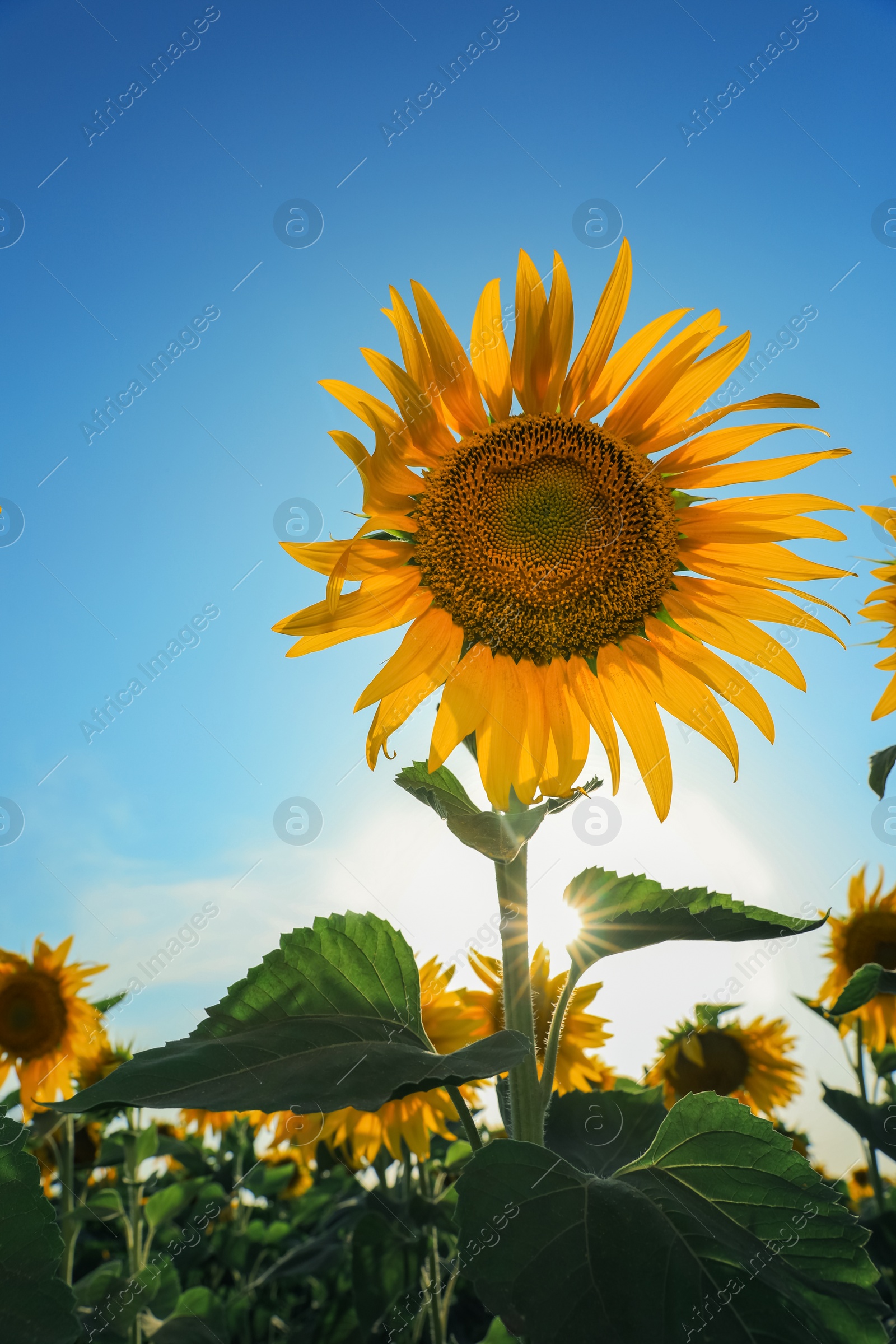 Photo of Sunflower growing in field outdoors on sunny day