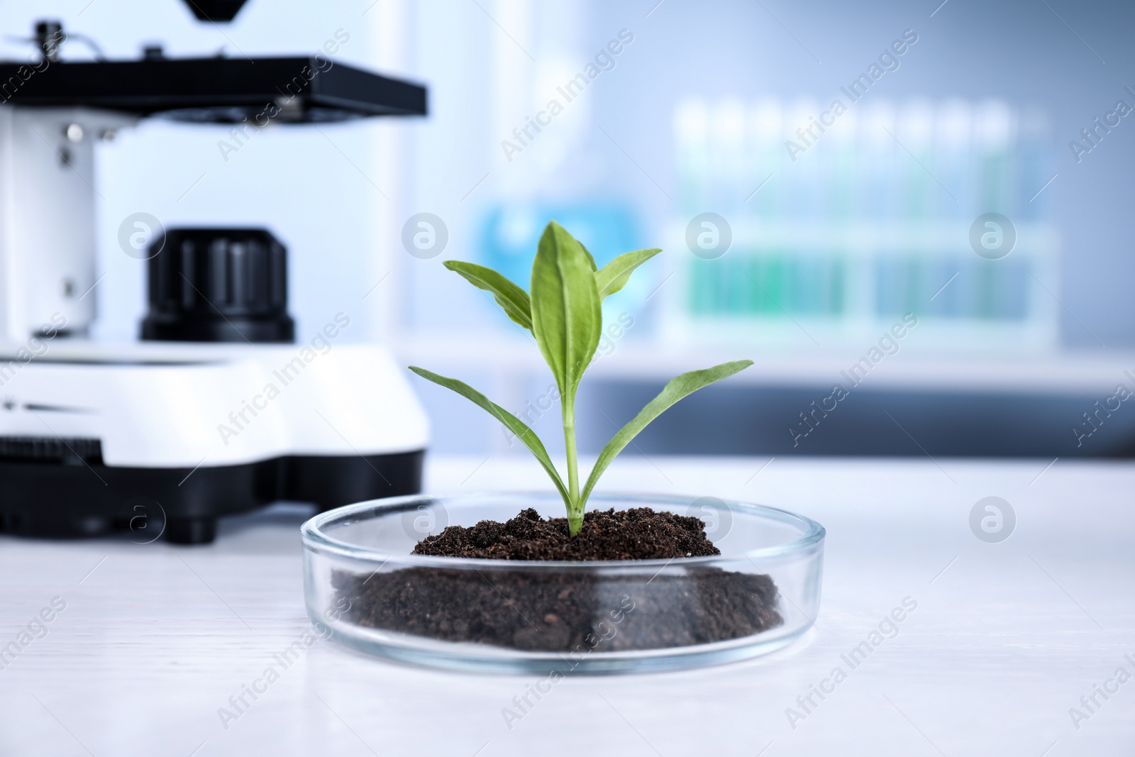 Photo of Green plant with soil in Petri dish on table in laboratory. Biological chemistry