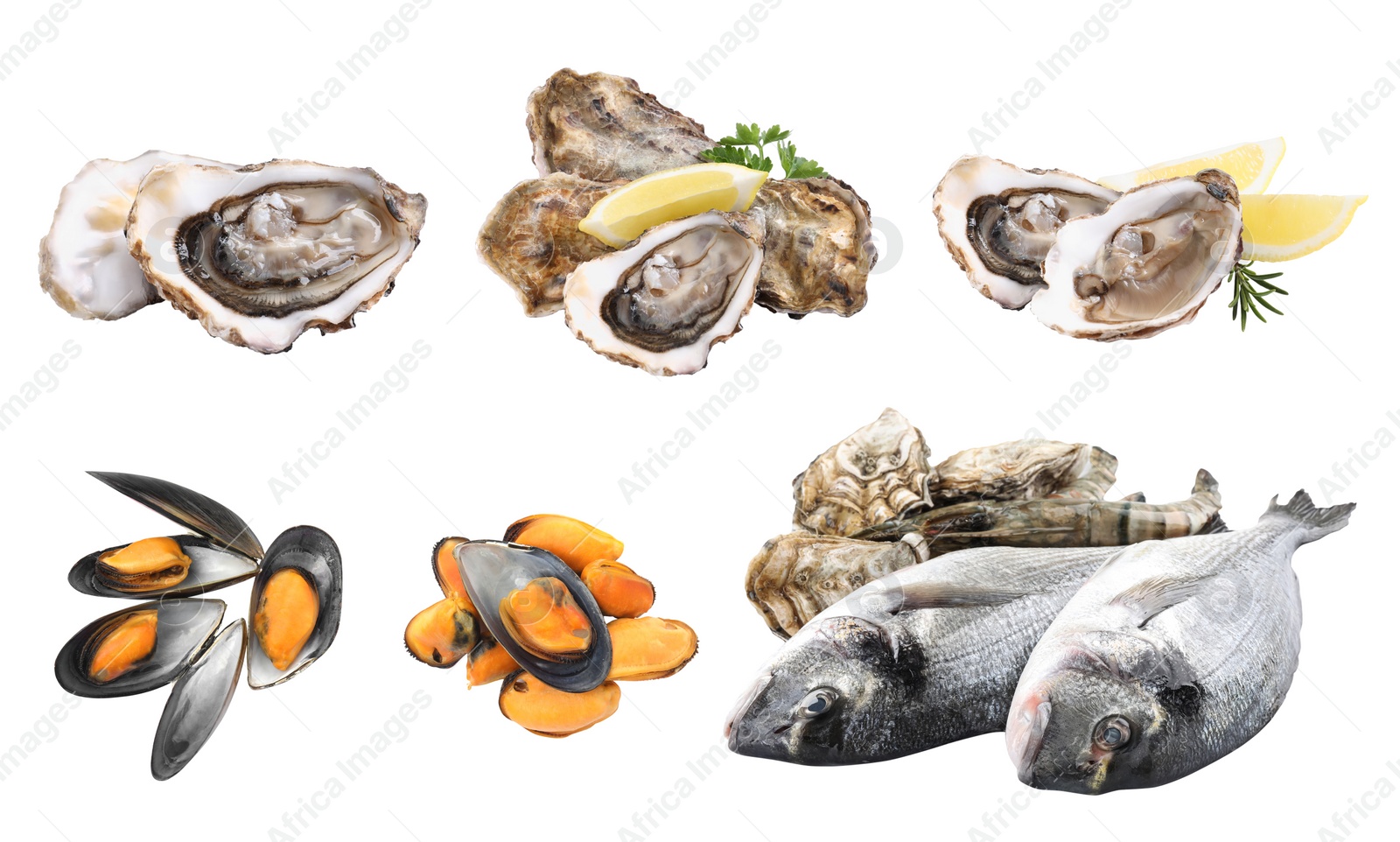 Image of Set with fresh raw dorado fish and other tasty seafood on white background