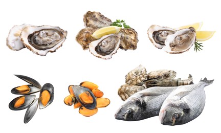 Image of Set with fresh raw dorado fish and other tasty seafood on white background