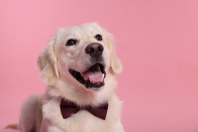 Cute Labrador Retriever with stylish bow tie on pink background. Space for text