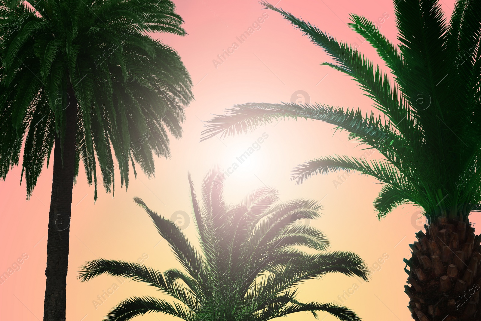 Image of Beautiful palm trees with green leaves on sunny day. Color toned