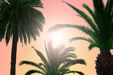 Image of Beautiful palm trees with green leaves on sunny day. Color toned