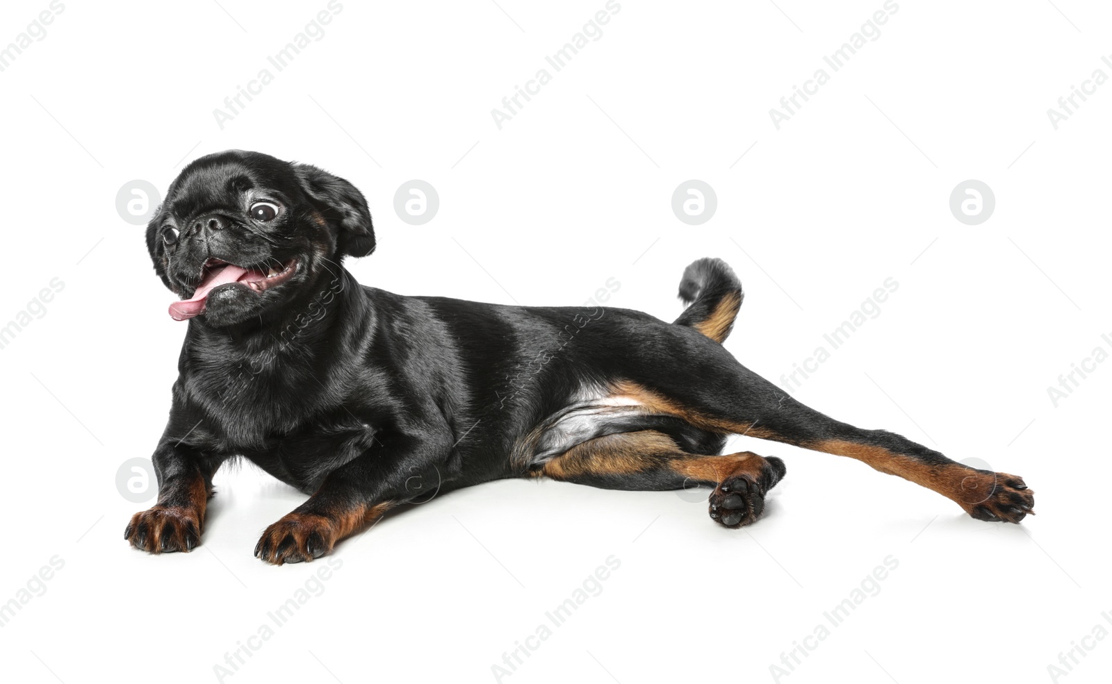 Photo of Adorable black Petit Brabancon dog lying on white background