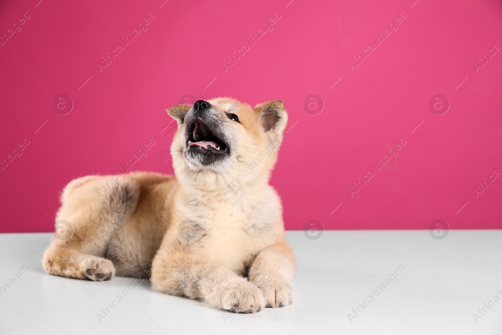 Photo of Adorable Akita Inu puppy on pink background, space for text