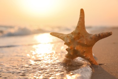 Photo of Beautiful sea star in sunlit sand at sunset, space for text