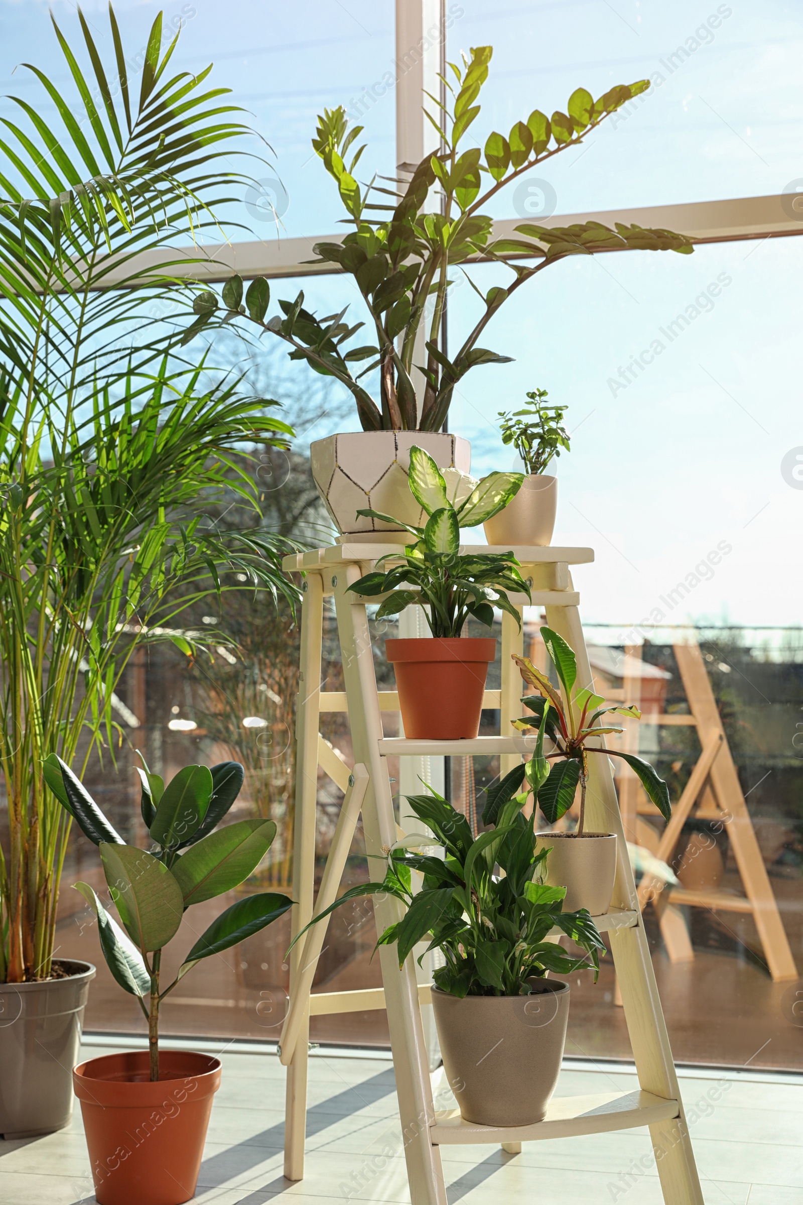 Photo of Different green potted plants near window at home